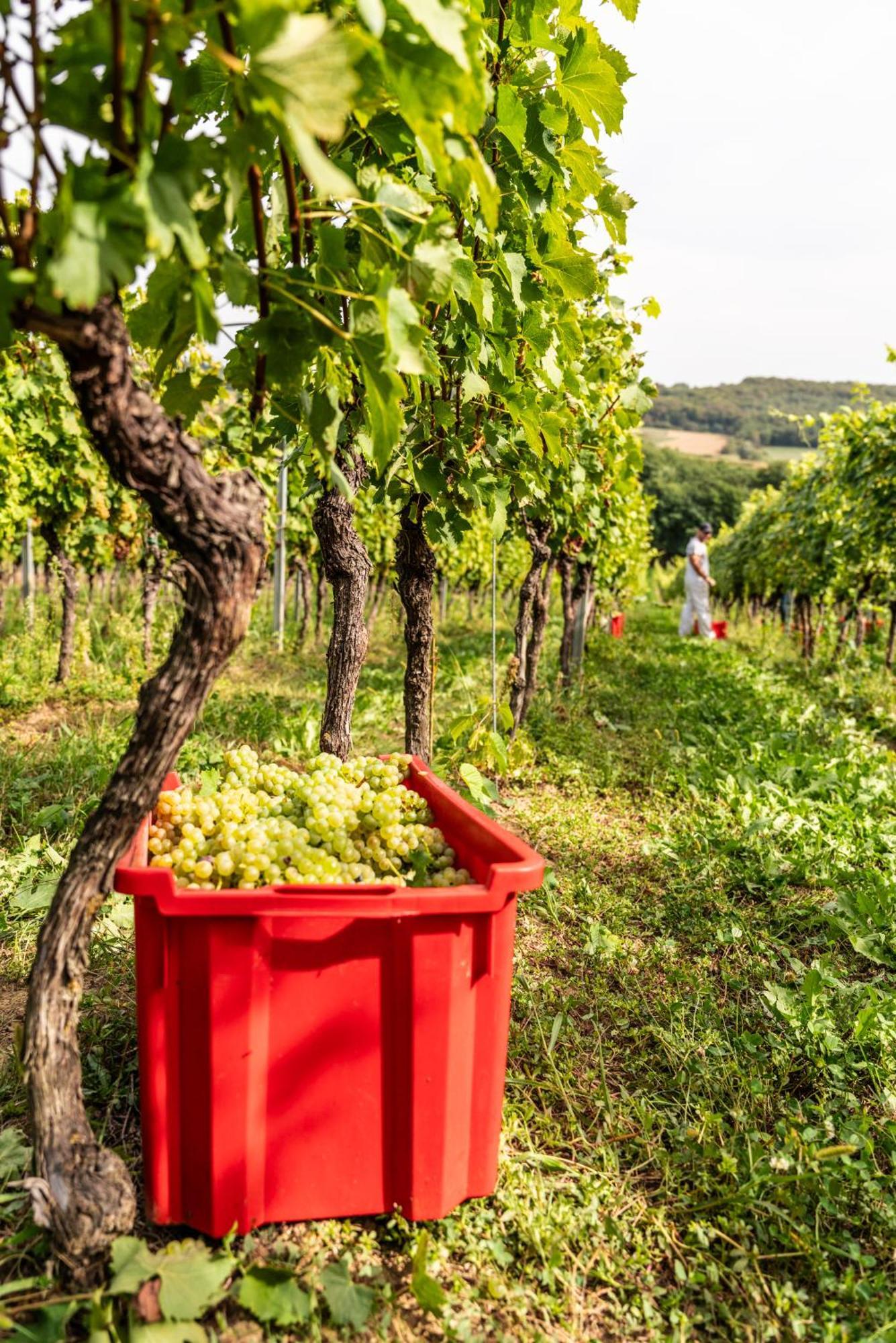 Bed&Breakfast Vinarija Coner Б'єловар Екстер'єр фото